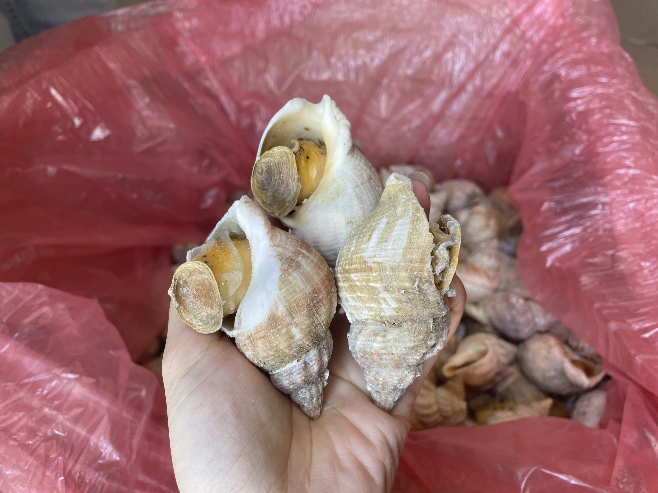 Ốc bulot